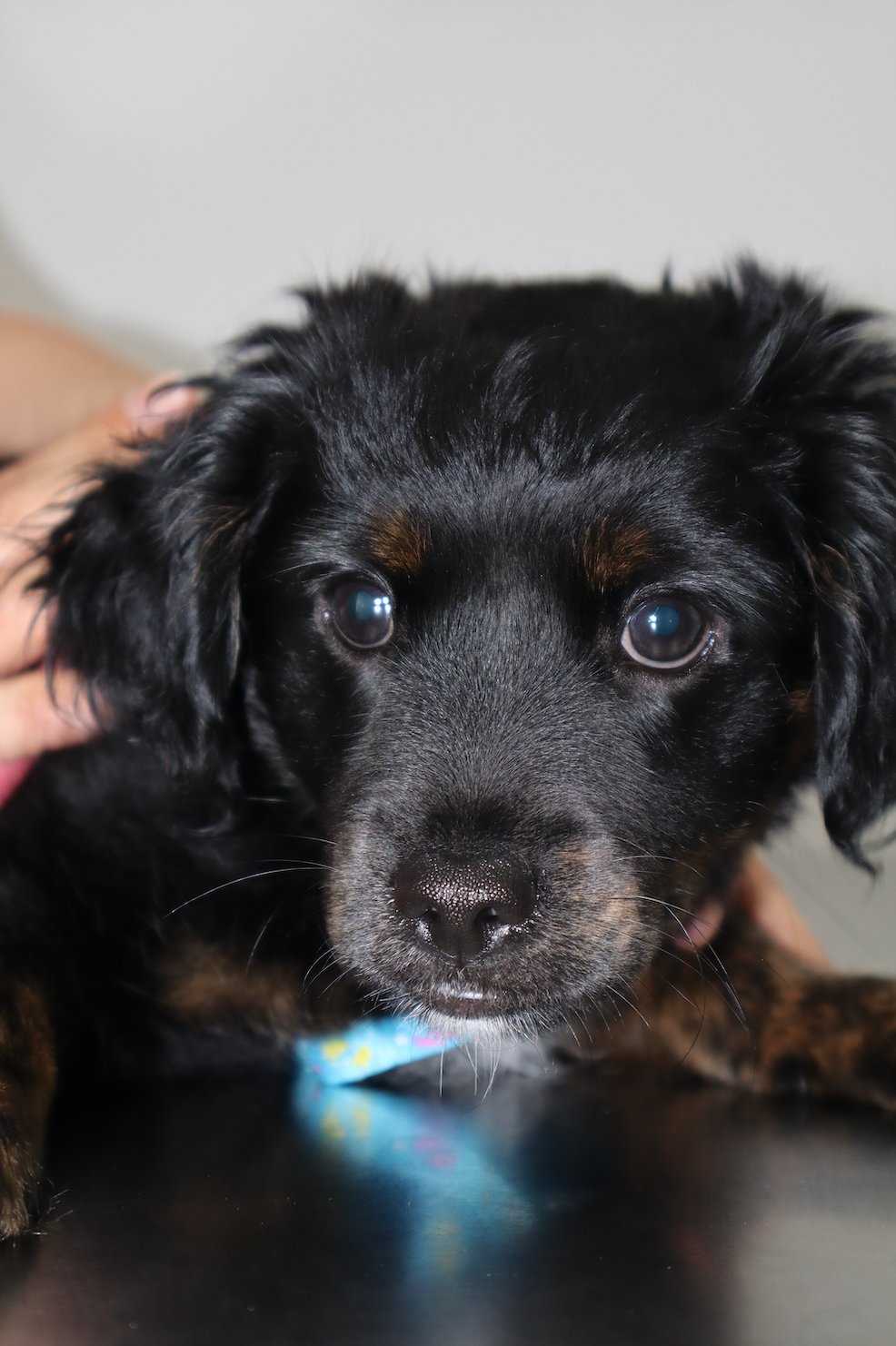ClinicVet